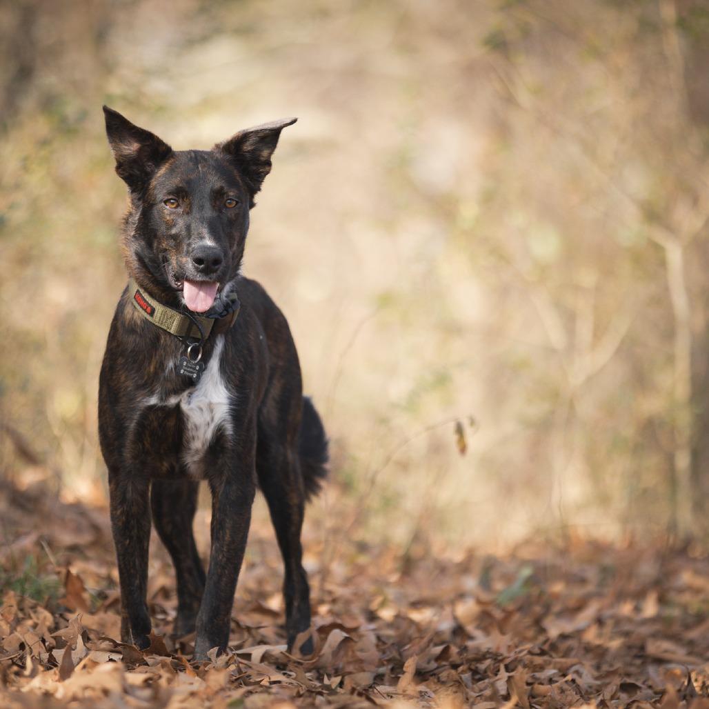 Enlarge Hansel, a Adoptable mixed breed in Rossville, GA image 4/6