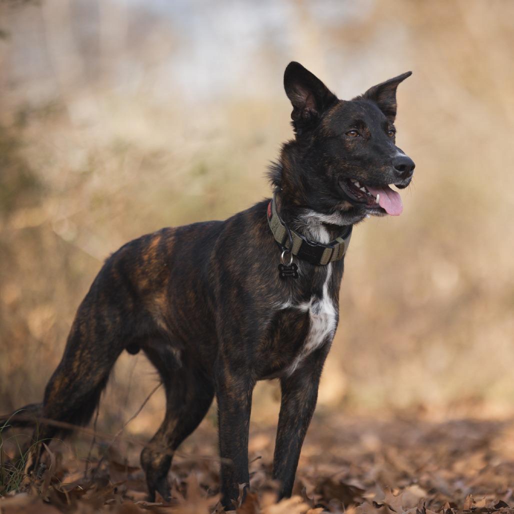 Enlarge Hansel, a Adoptable mixed breed in Rossville, GA image 5/6