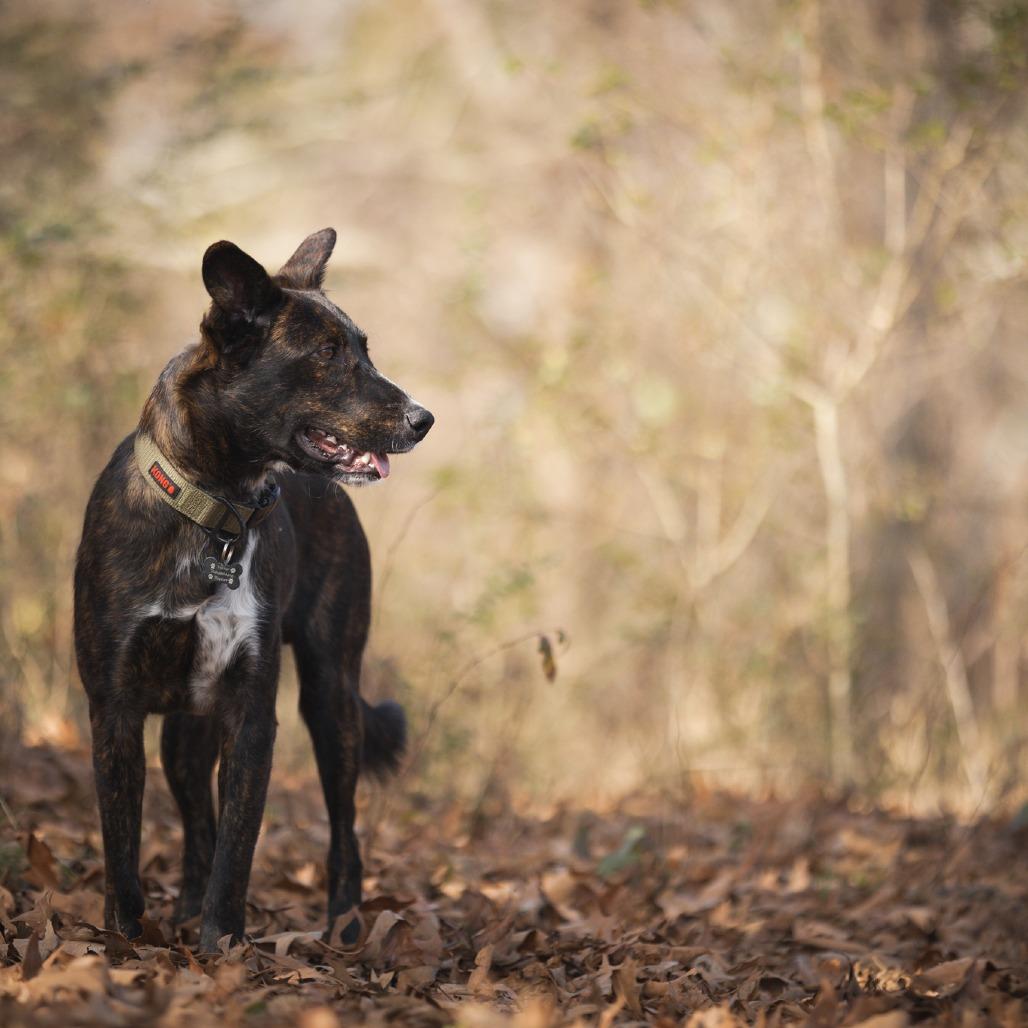Enlarge Hansel, a Adoptable mixed breed in Rossville, GA image 6/6