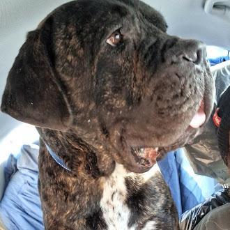Rafferty, Adoptable, Puppy Male Mastiff.