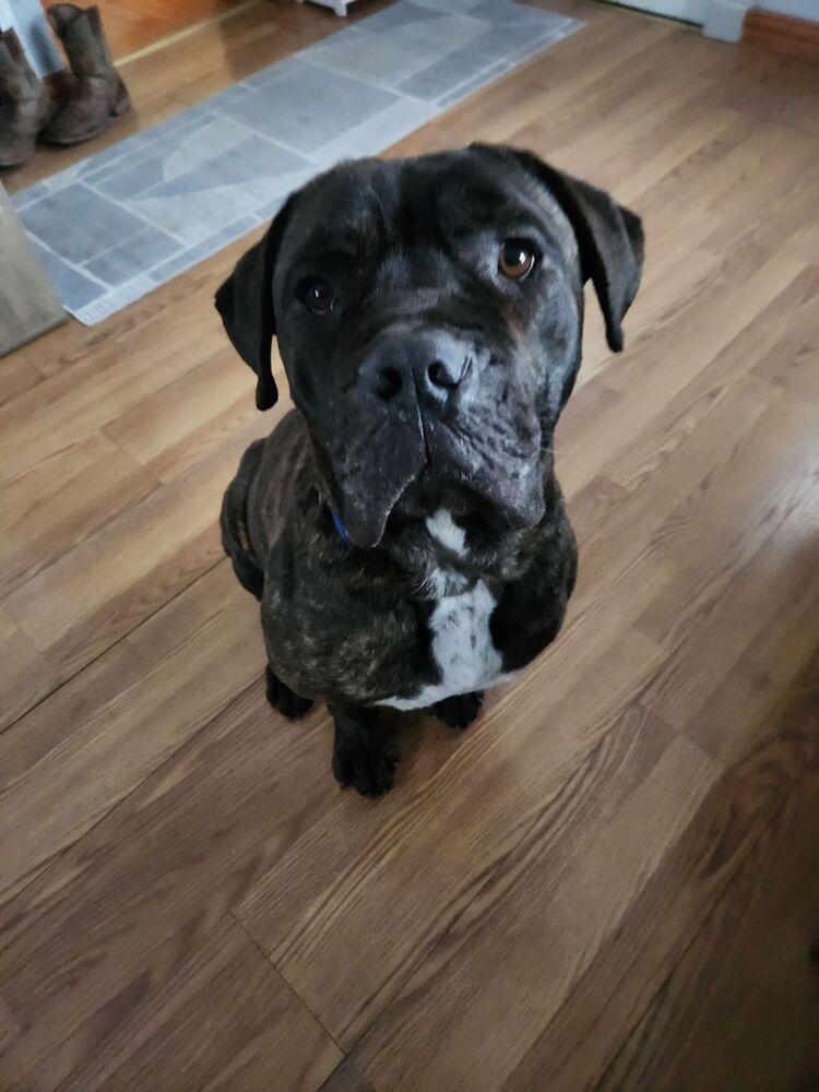 Enlarge Rafferty, a Adoptable Mastiff in Oswego, IL image 3/6