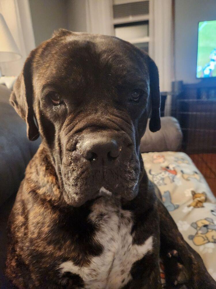 Enlarge Rafferty, a Adoptable Mastiff in Oswego, IL image 6/6