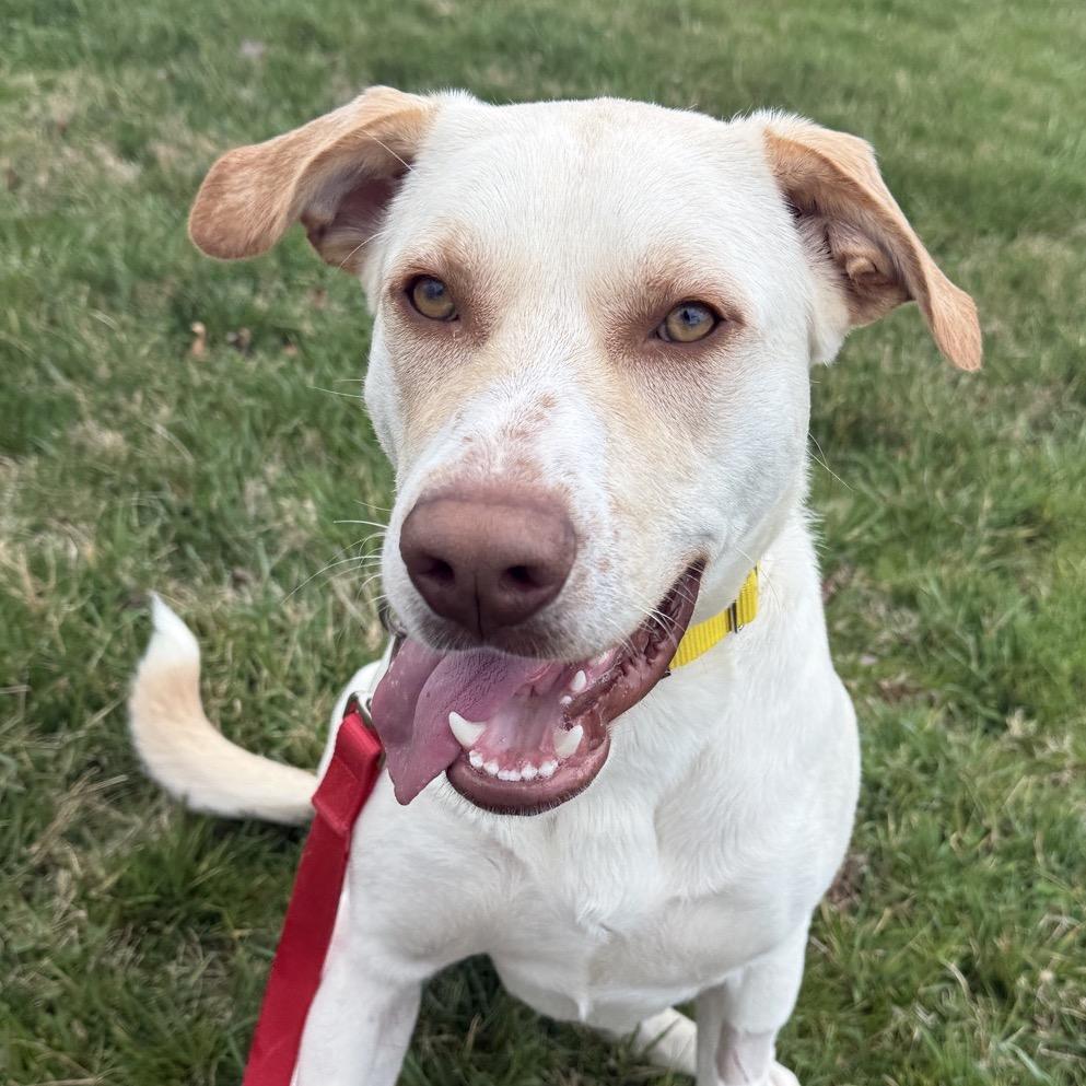 Enlarge Whiskey, a Adoptable Mixed Breed in Hendersonville, NC image 1/6