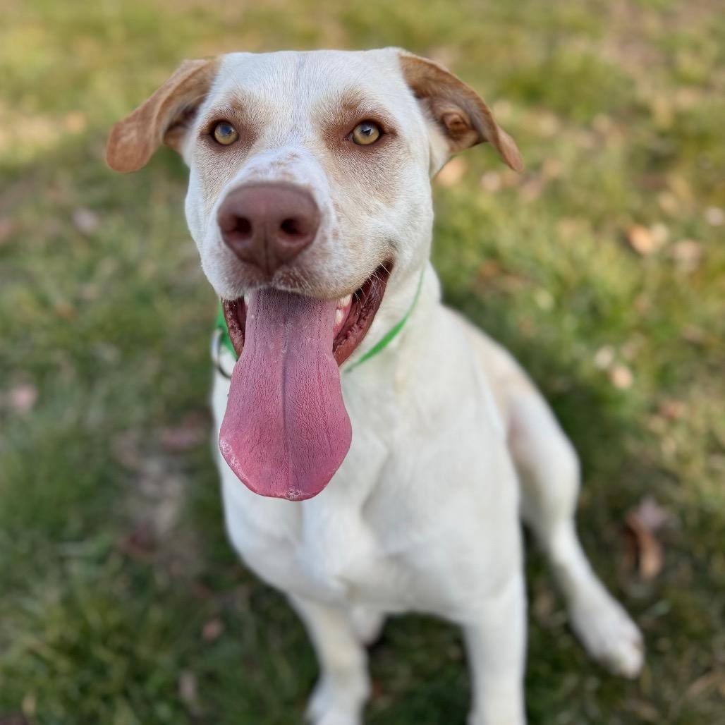 Enlarge Whiskey, a Adoptable Mixed Breed in Hendersonville, NC image 2/6