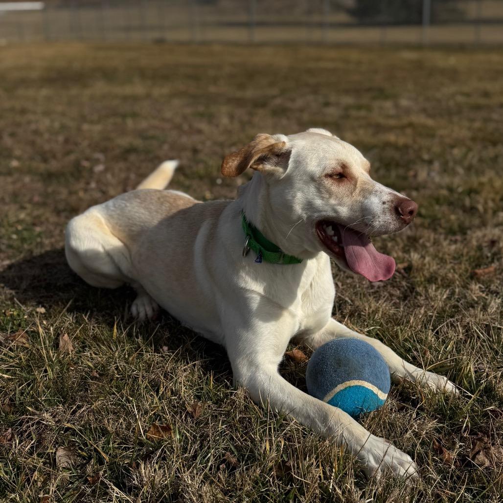 Enlarge Whiskey, a Adoptable Mixed Breed in Hendersonville, NC image 4/6