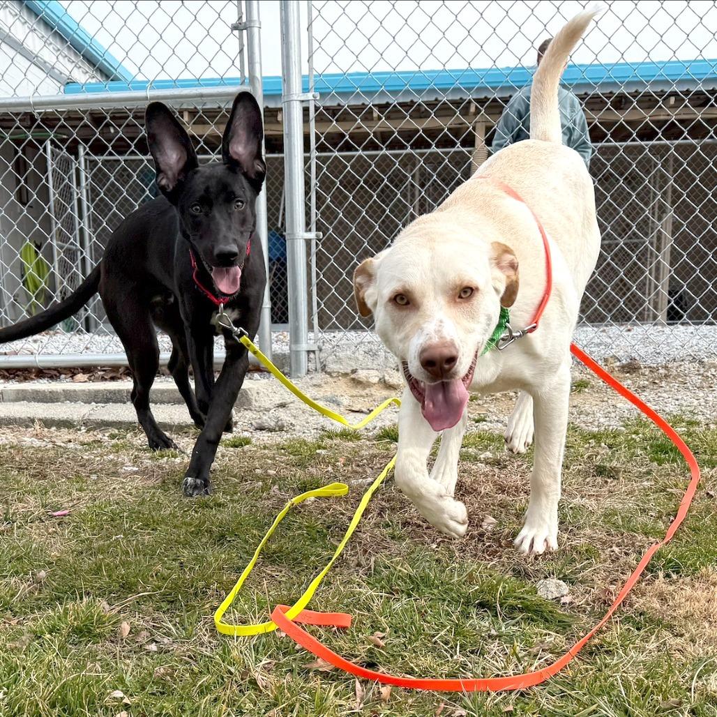 Enlarge Whiskey, a Adoptable Mixed Breed in Hendersonville, NC image 6/6