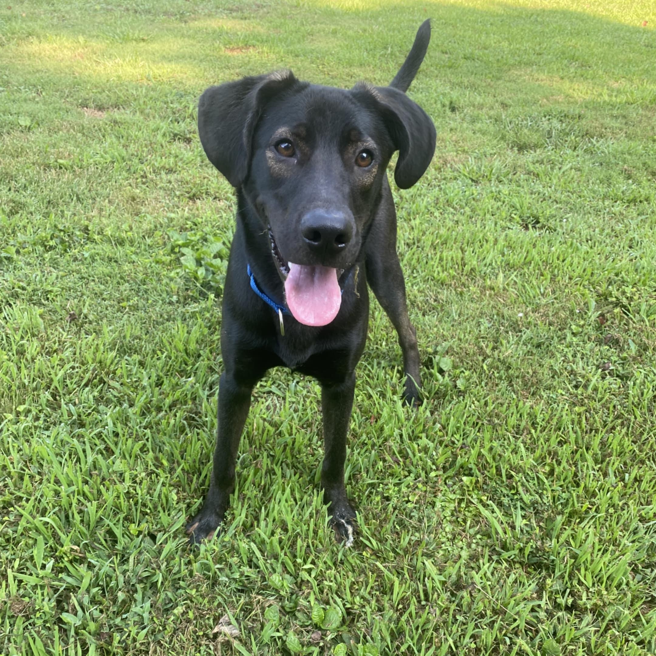 Hogan