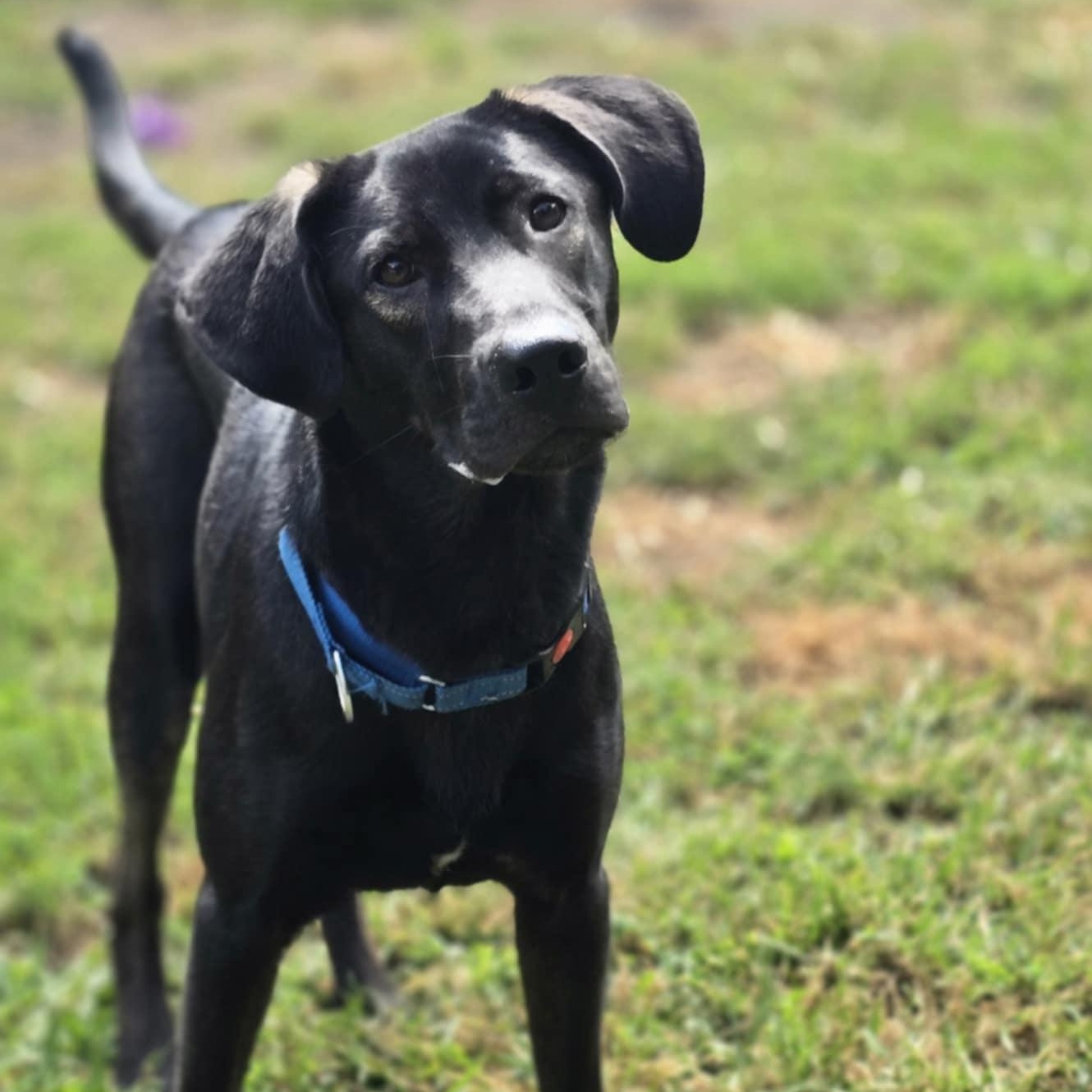 Hogan