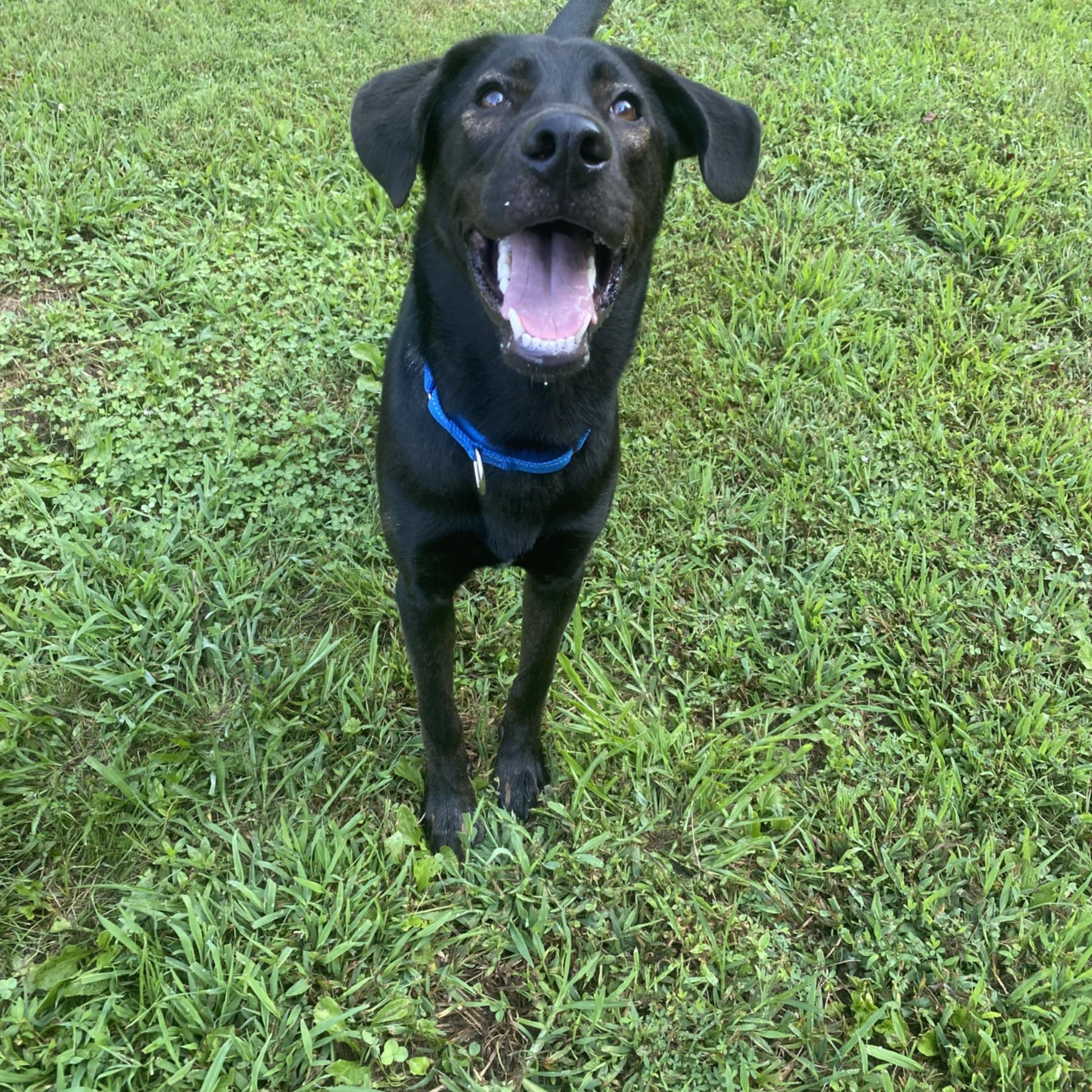 Hogan
