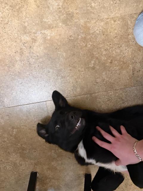 Enlarge Jet, a ADOPTABLE mixed breed in Jenkintown, PA image 4/5