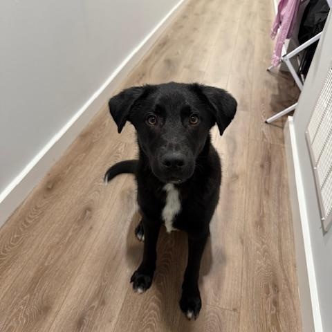 Enlarge Jet, a ADOPTABLE mixed breed in Jenkintown, PA image 5/5