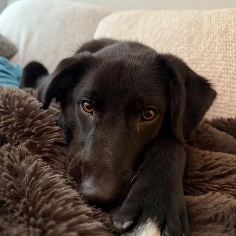 Enlarge Jet, a ADOPTABLE mixed breed in Jenkintown, PA image 1/5