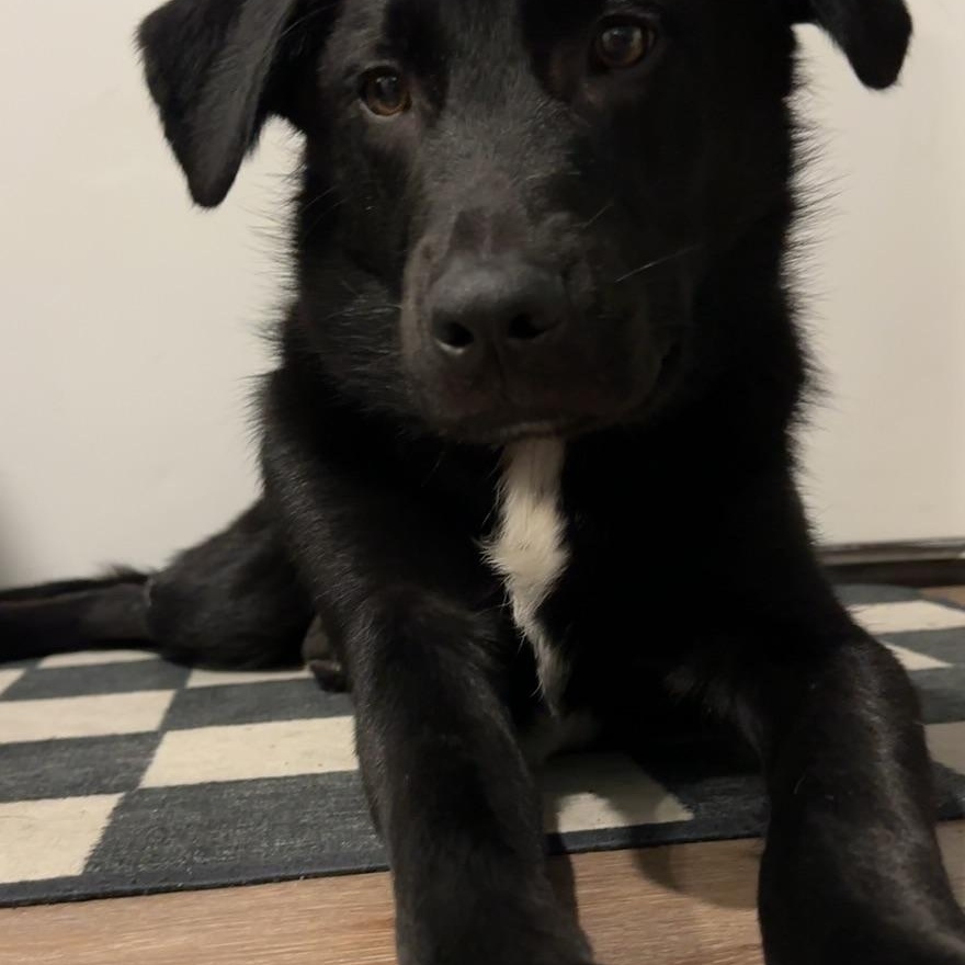 Enlarge Jet, a ADOPTABLE mixed breed in Jenkintown, PA image 3/5