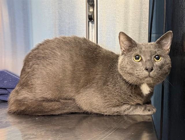 OAKLEY, Adoptable, Adult Male Domestic Short Hair.