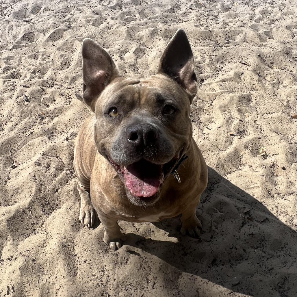 Big Mama, Adoptable, Adult Female Mixed Breed.