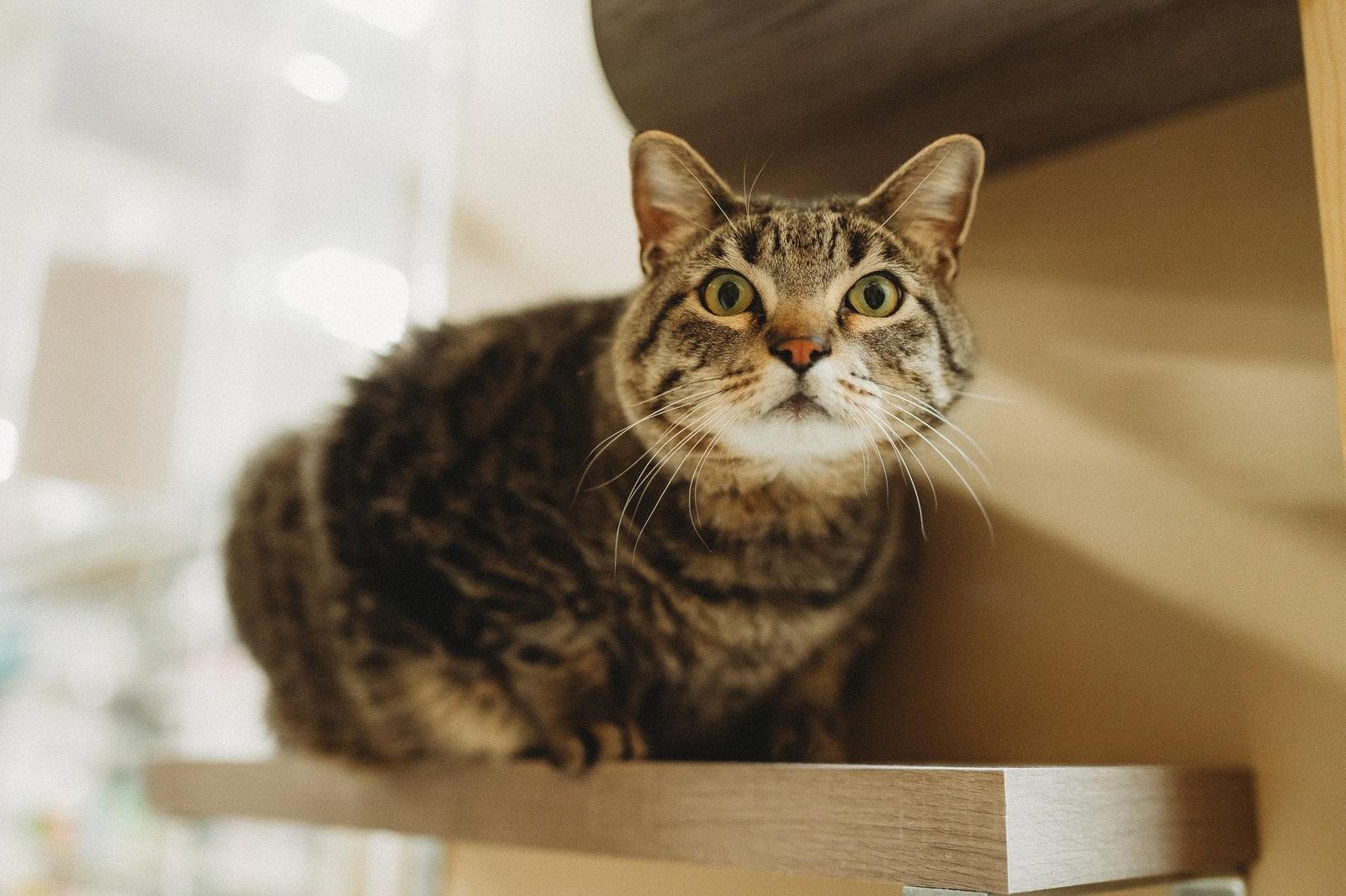 Toliver, Adoptable, Adult Male Tabby.
