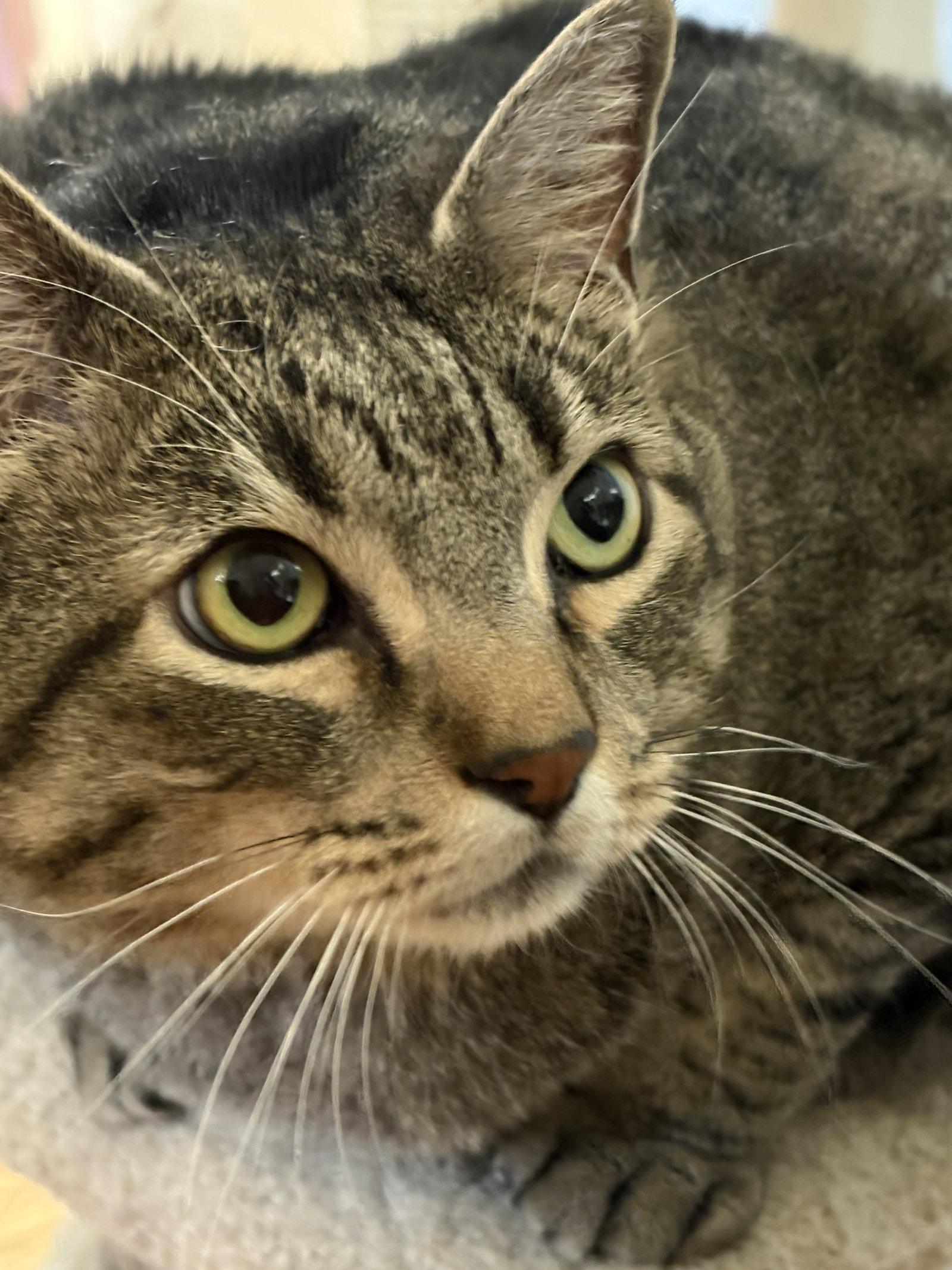 Enlarge Toliver, a Adoptable Tabby in McKinney, TX image 2/3