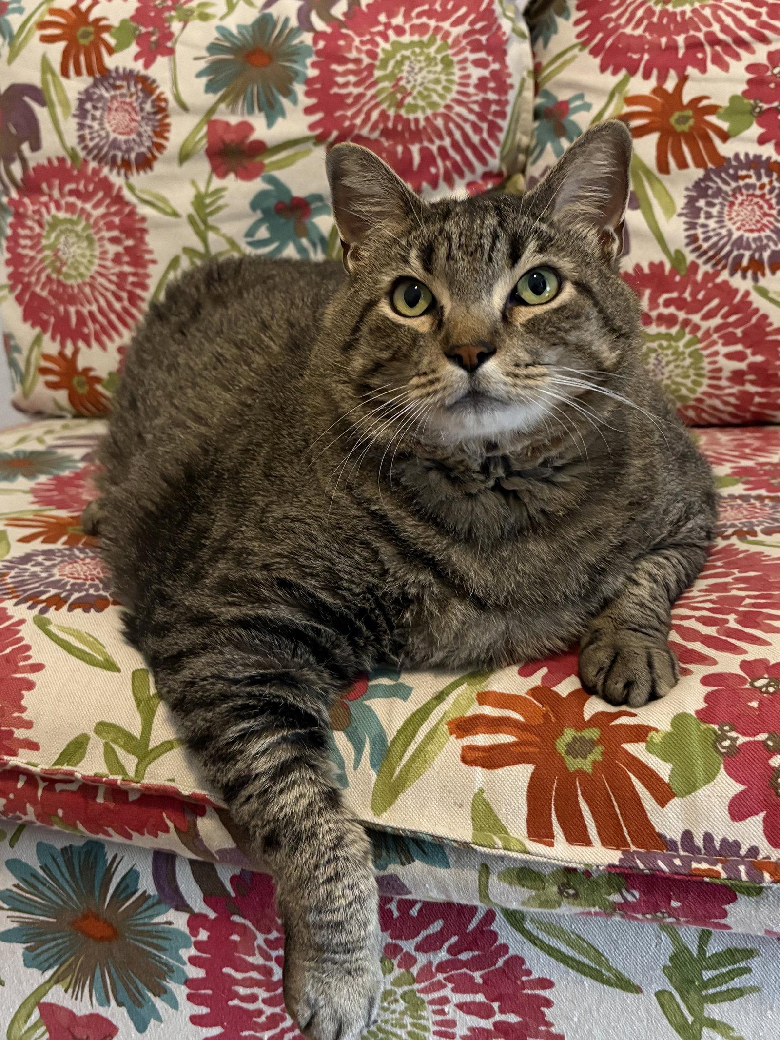 Enlarge Toliver, a Adoptable Tabby in McKinney, TX image 3/3
