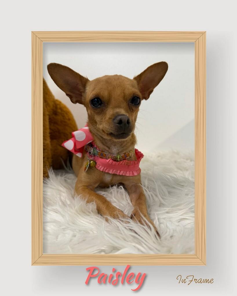 Paisley, an adopted Chihuahua in Fredericksburg, VA image 1/6
