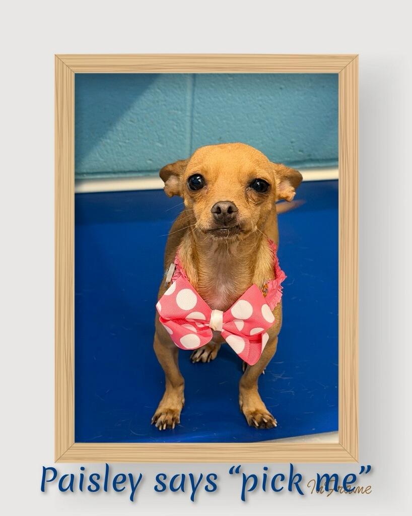 Paisley, an adopted Chihuahua in Fredericksburg, VA image 5/6