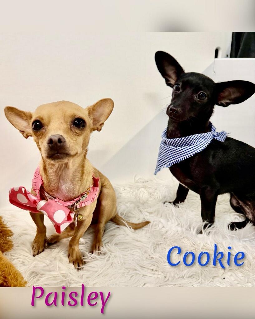Paisley, an adopted Chihuahua in Fredericksburg, VA image 2/6