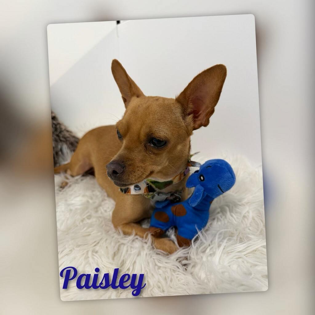 Paisley, an adopted Chihuahua in Fredericksburg, VA image 3/6