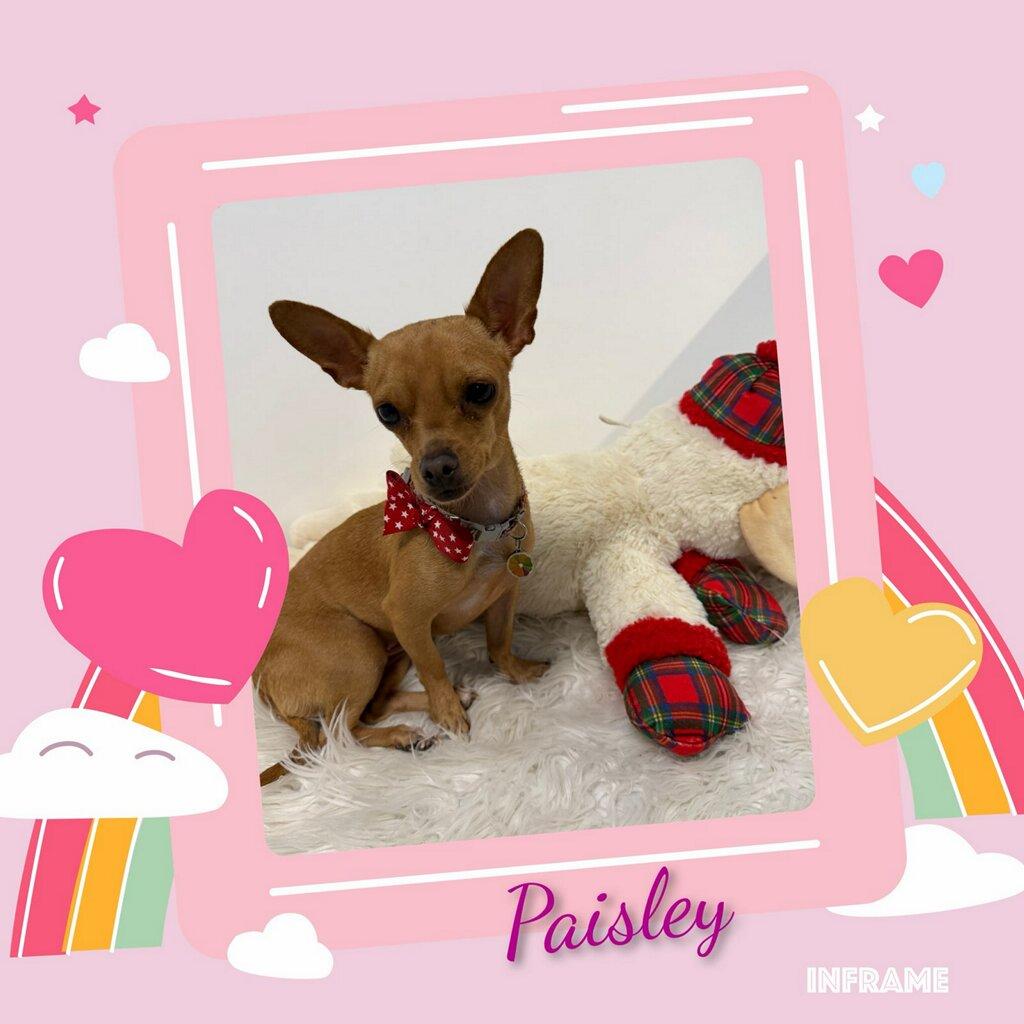 Paisley, an adopted Chihuahua in Fredericksburg, VA image 6/6