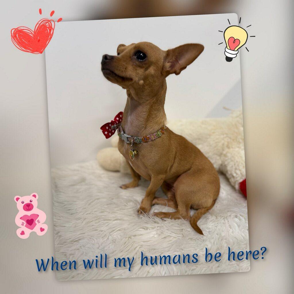Paisley, an adopted Chihuahua in Fredericksburg, VA image 4/6