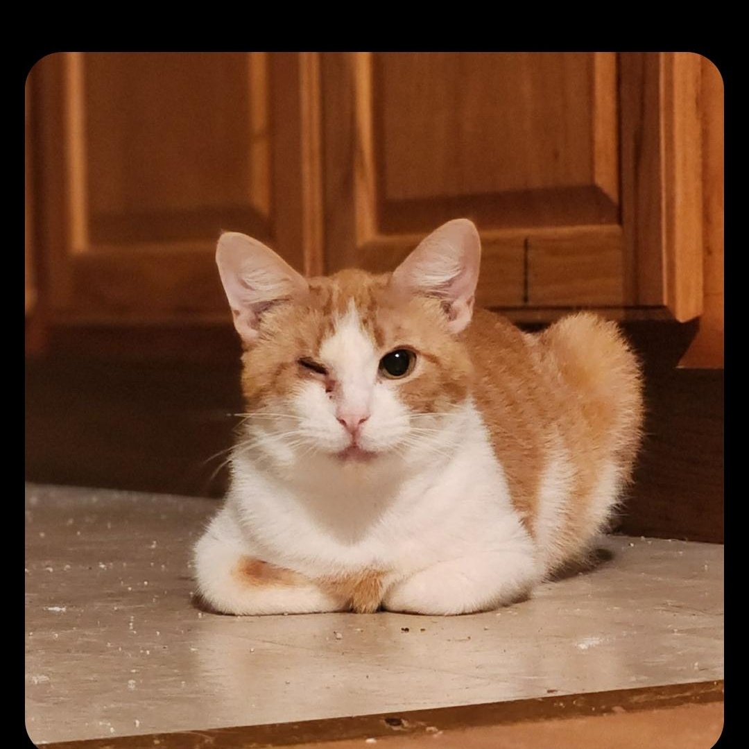 Marvine, ADOPTABLE, Adult Female Domestic Short Hair.