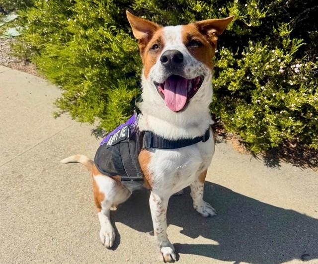 AUGUST, Adoptable, Adult Male Australian Cattle Dog / Blue Heeler & Mixed Breed.