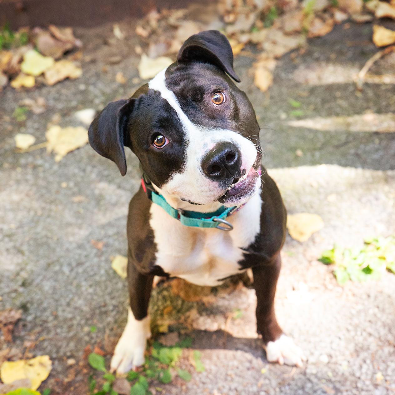 Enlarge Grayson, a Adoptable Mixed Breed in Adrian, MI image 1/1