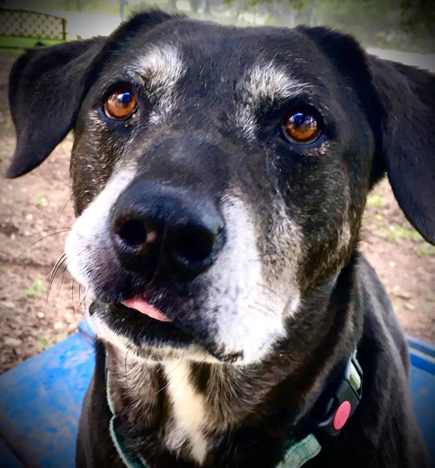 Max, Adoptable, Senior Male Labrador Retriever & Cattle Dog.