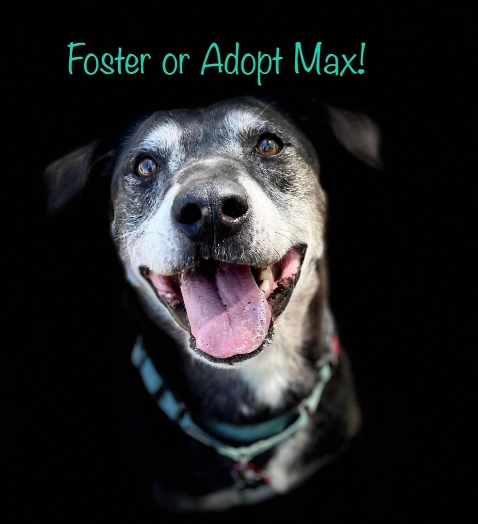 Max, a Adoptable mixed breed in Georgetown, TX image 3/5