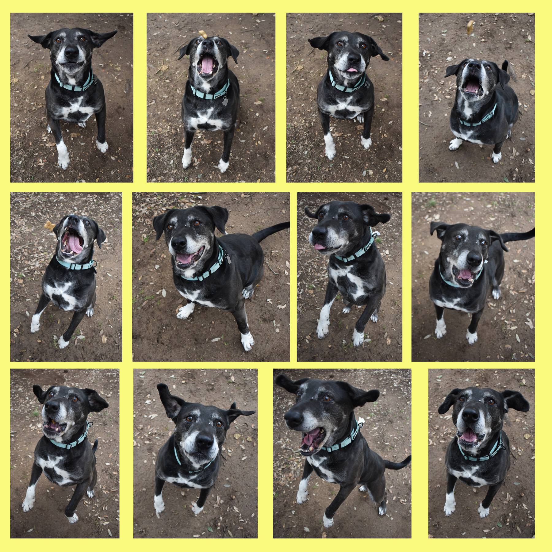 Max, a Adoptable mixed breed in Georgetown, TX image 4/5