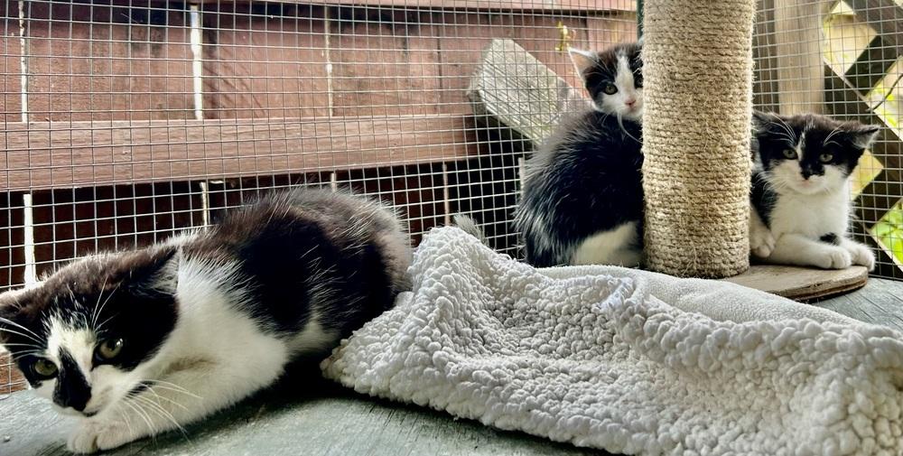 Enlarge Domino, a Adoptable mixed breed in Franklin, WV image 1/3