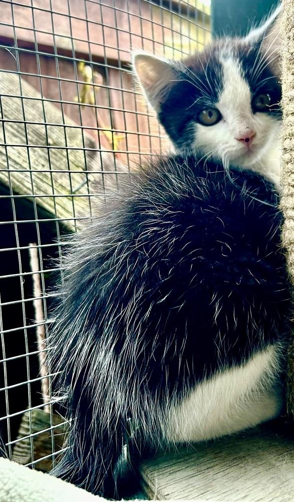 Enlarge Domino, a Adoptable mixed breed in Franklin, WV image 2/3