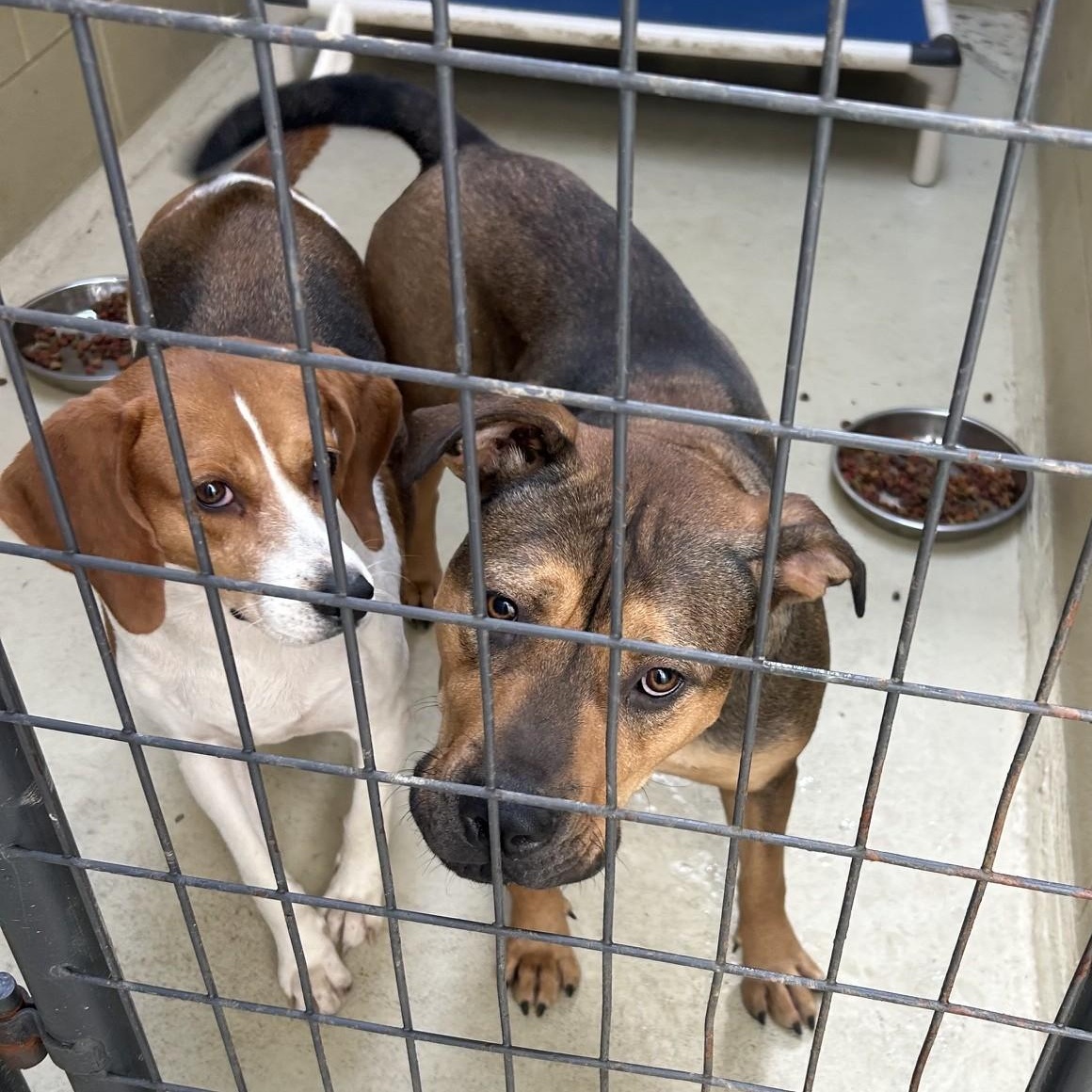 Enlarge Nisha, a Adoptable Foxhound in Clarksville, VA image 6/6