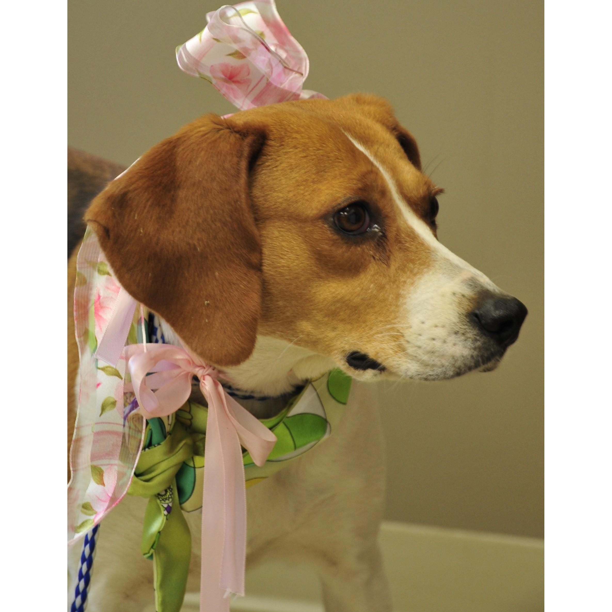 Nisha, a ADOPTABLE Foxhound in Clarksville, VA image 3/6