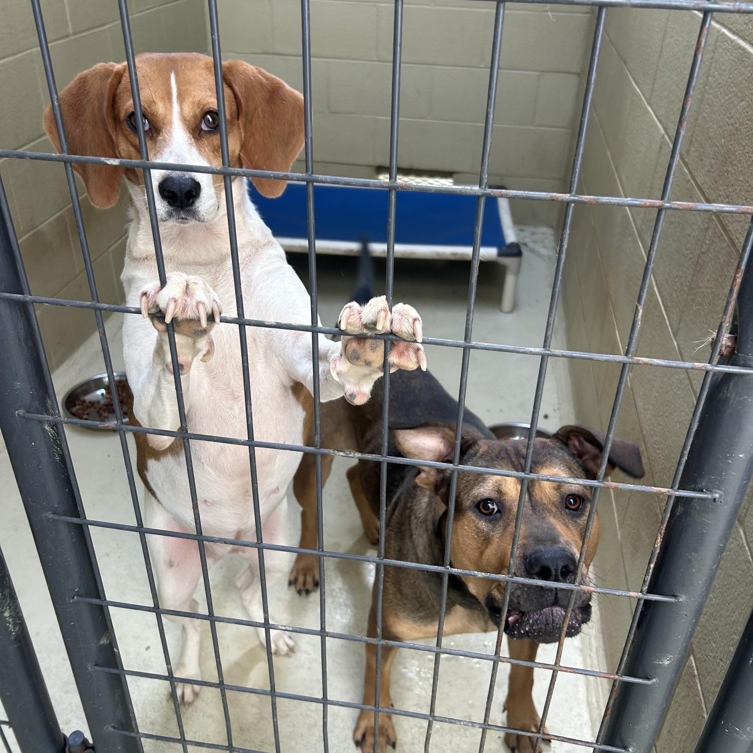 Enlarge Nisha, a Adoptable Foxhound in Clarksville, VA image 5/6