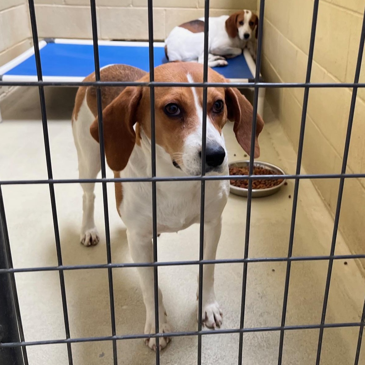 Nisha, Adoptable, Adult Female Foxhound.