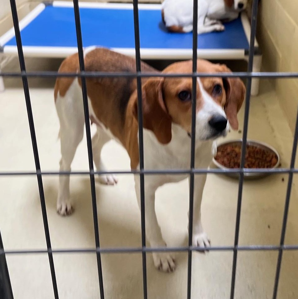 Nisha, a ADOPTABLE Foxhound in Clarksville, VA image 2/6