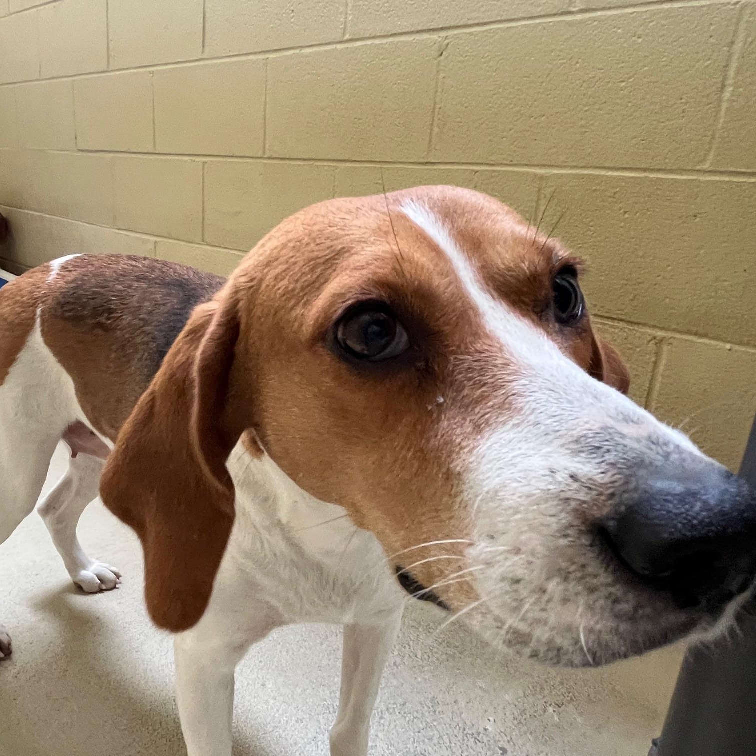 Nisha, a ADOPTABLE Foxhound in Clarksville, VA image 4/6
