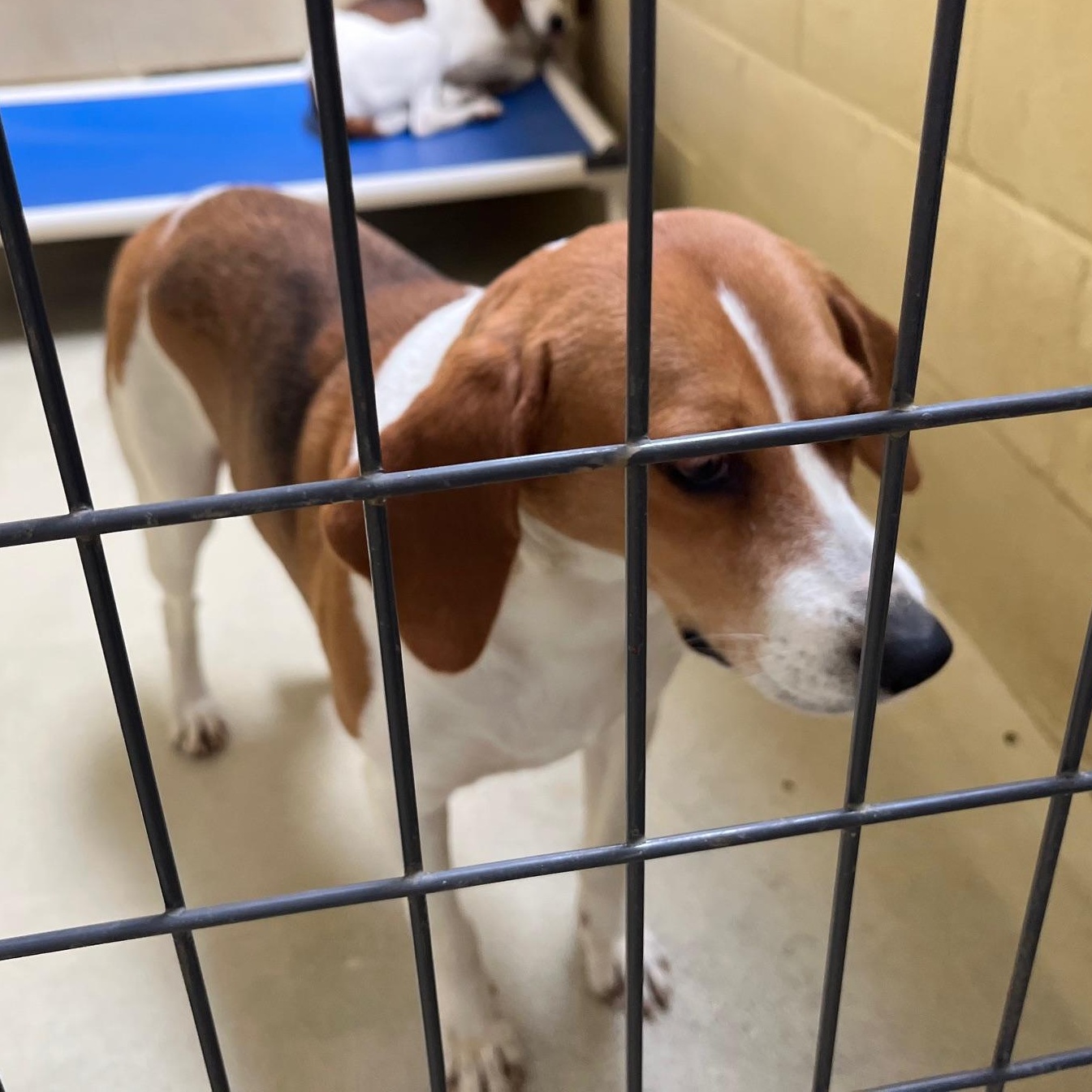 Nisha, a ADOPTABLE Foxhound in Clarksville, VA image 5/6