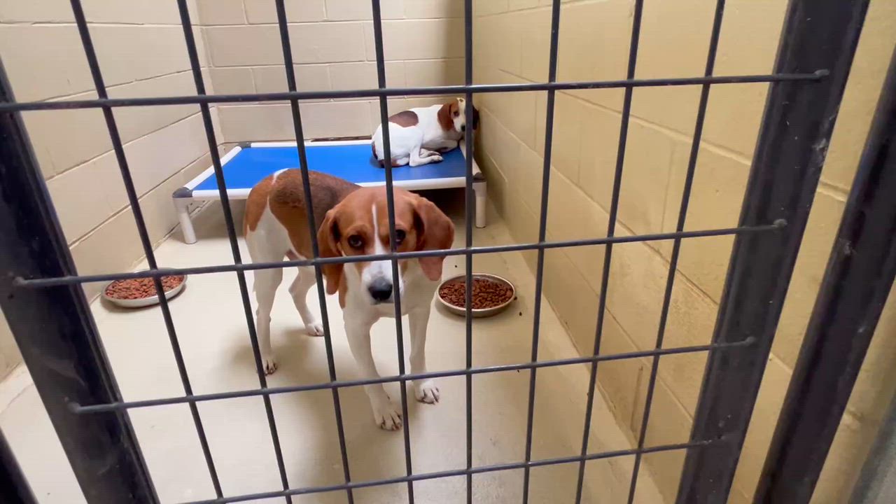 Enlarge Nisha, a ADOPTABLE Foxhound in Clarksville, VA video 6/6