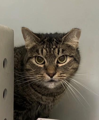 Emori, a Adoptable Domestic Short Hair in Quakertown, PA image 2/3