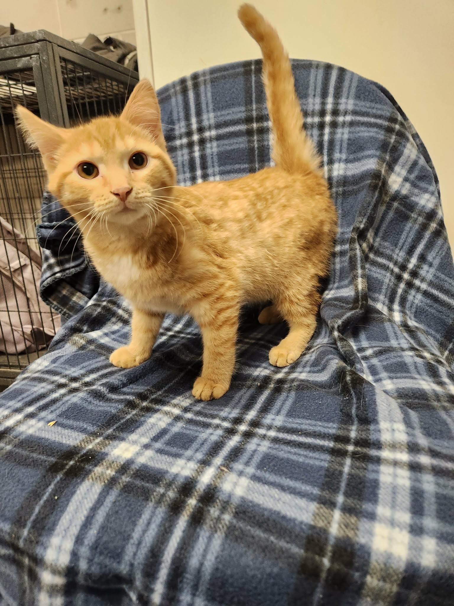 Mac, Adoptable, Young Male Domestic Short Hair.