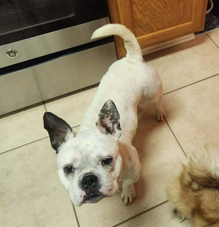 Enlarge Jasmine JC in MS MEDICAL HOLD, a Adoptable French Bulldog in Warwick, RI image 3/3