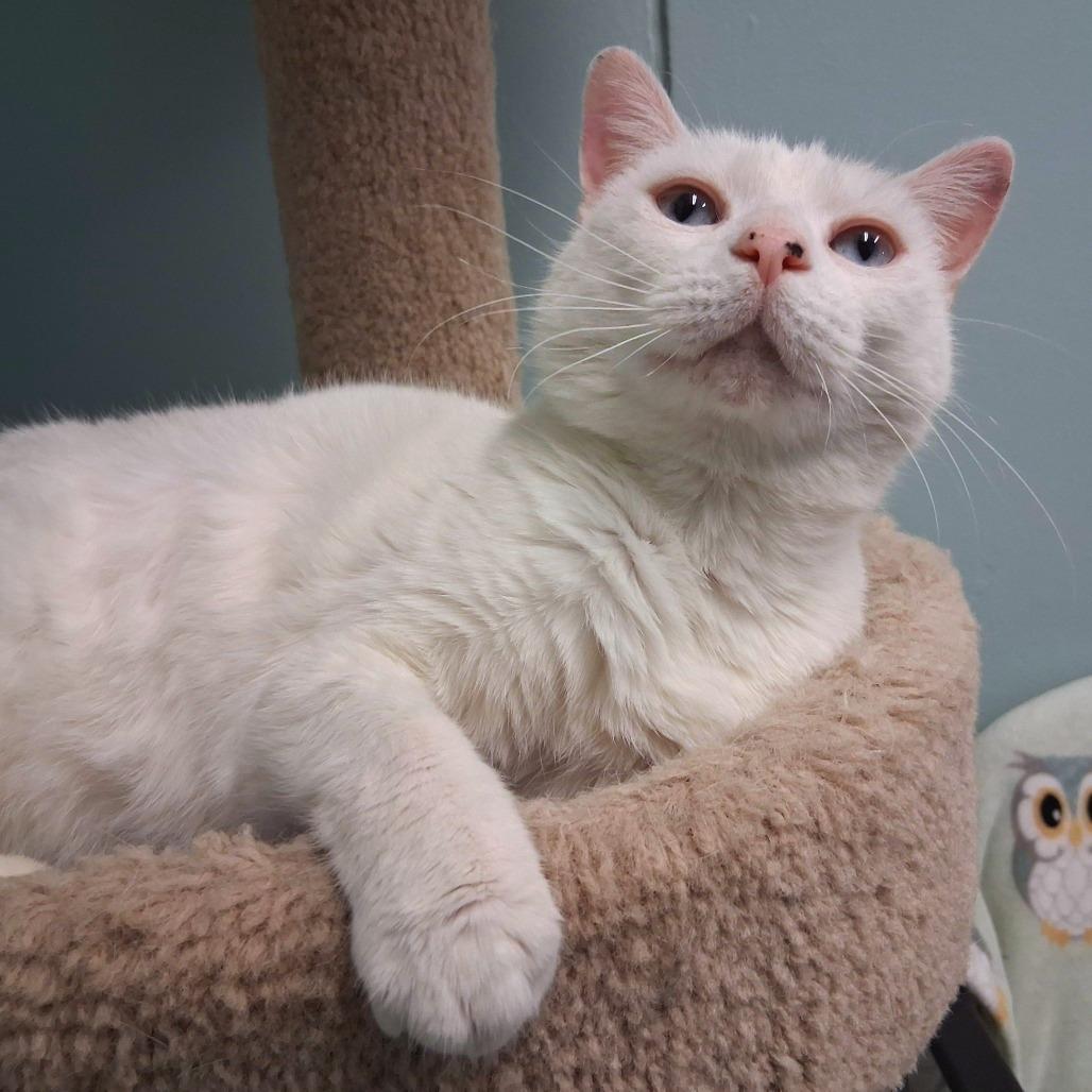 Arctic, Adoptable, Senior Female Domestic Short Hair.