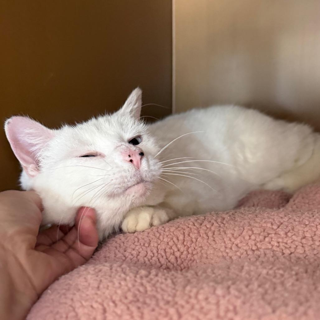 Enlarge Arctic, a Adoptable Domestic Short Hair in Middlebury, VT image 2/6