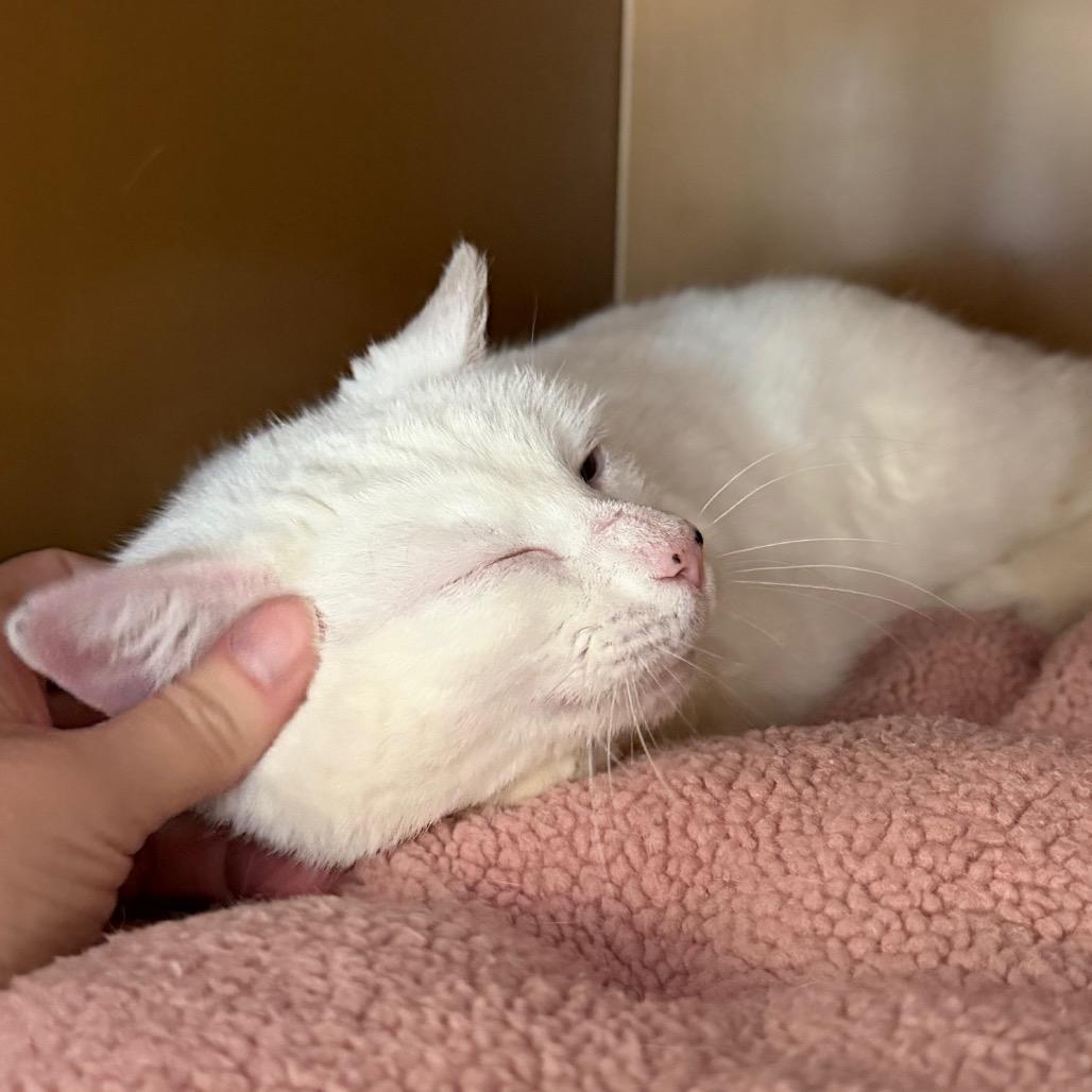 Enlarge Arctic, a Adoptable Domestic Short Hair in Middlebury, VT image 4/6